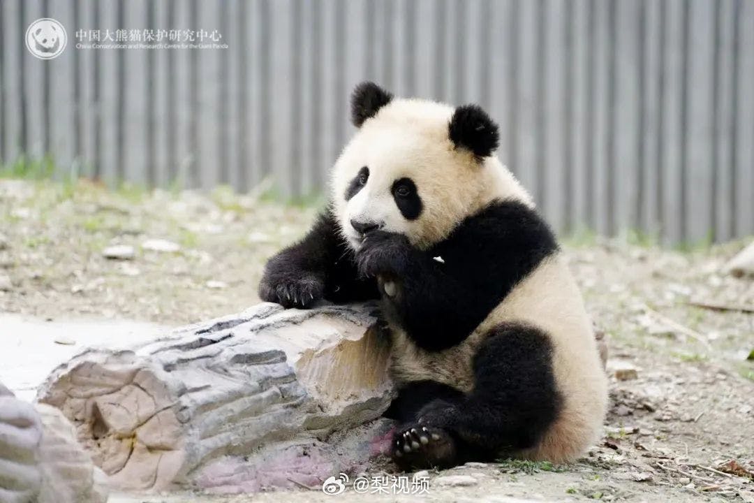 大熊猫青糍死亡