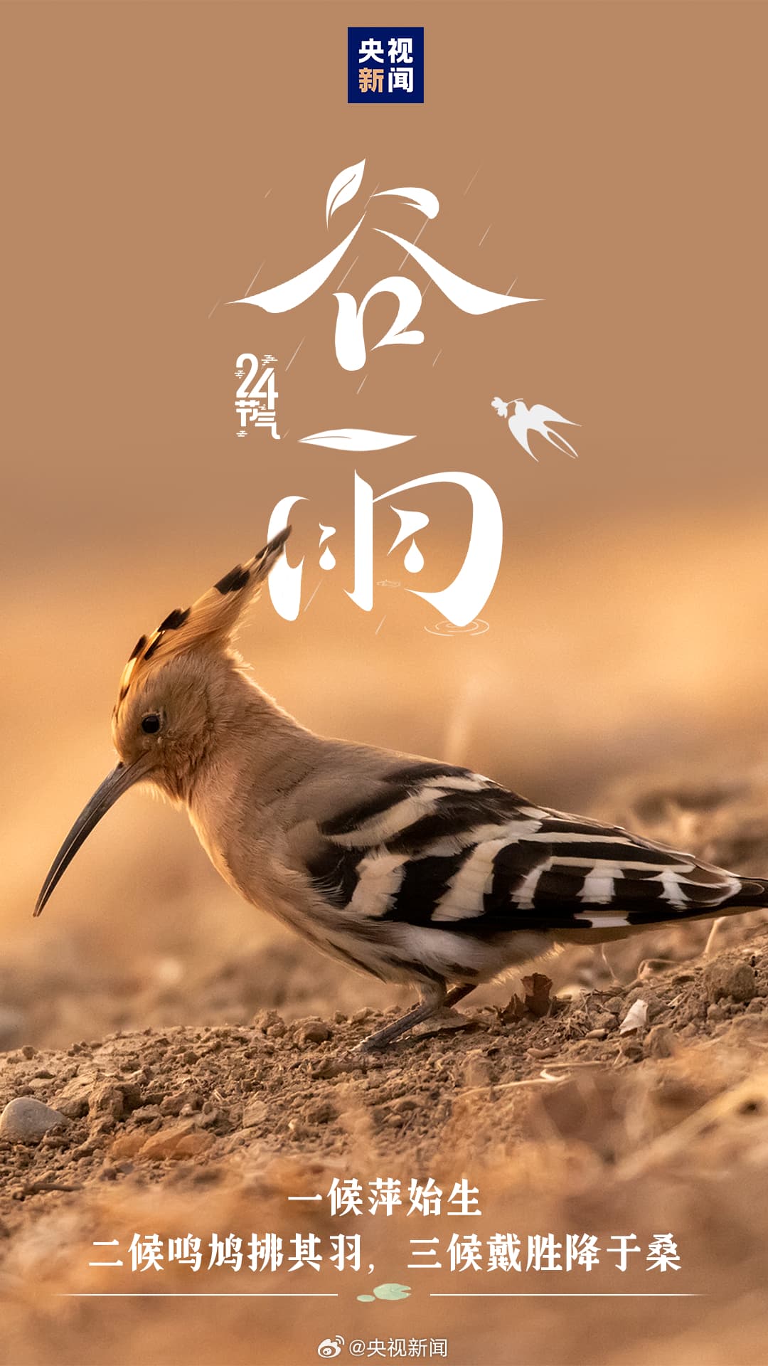 Tweet Image