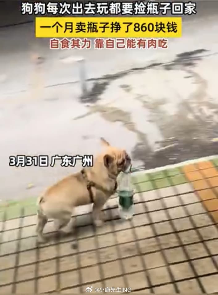 小狗喜欢捡瓶子一个月能卖860元