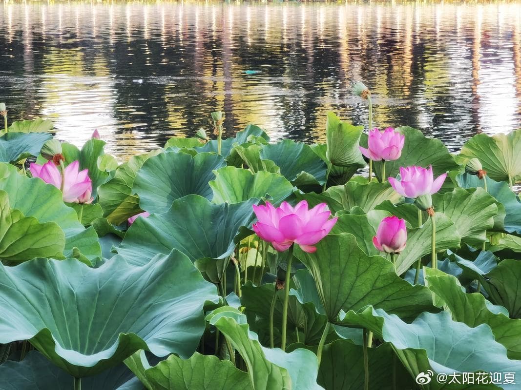 总有一些美好瞬间温暖夏日
