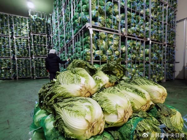 韩国白菜价格