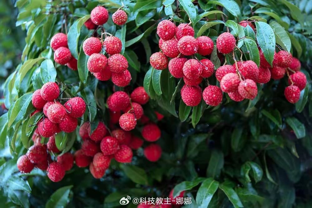 Tweet Image