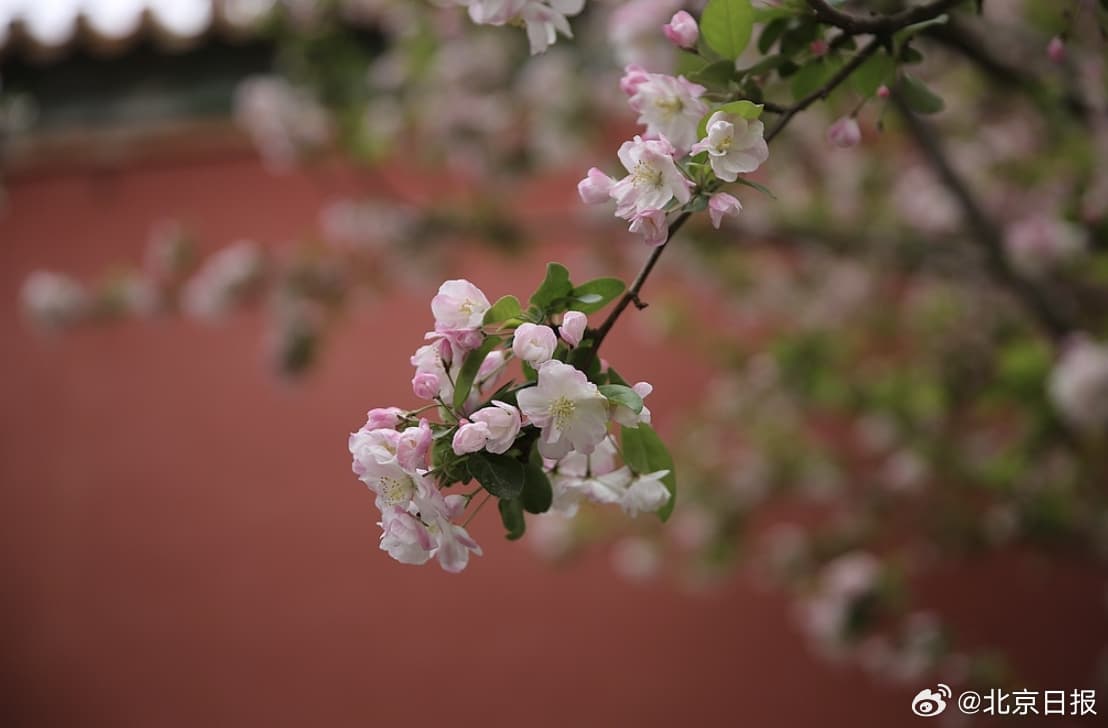 Tweet Image