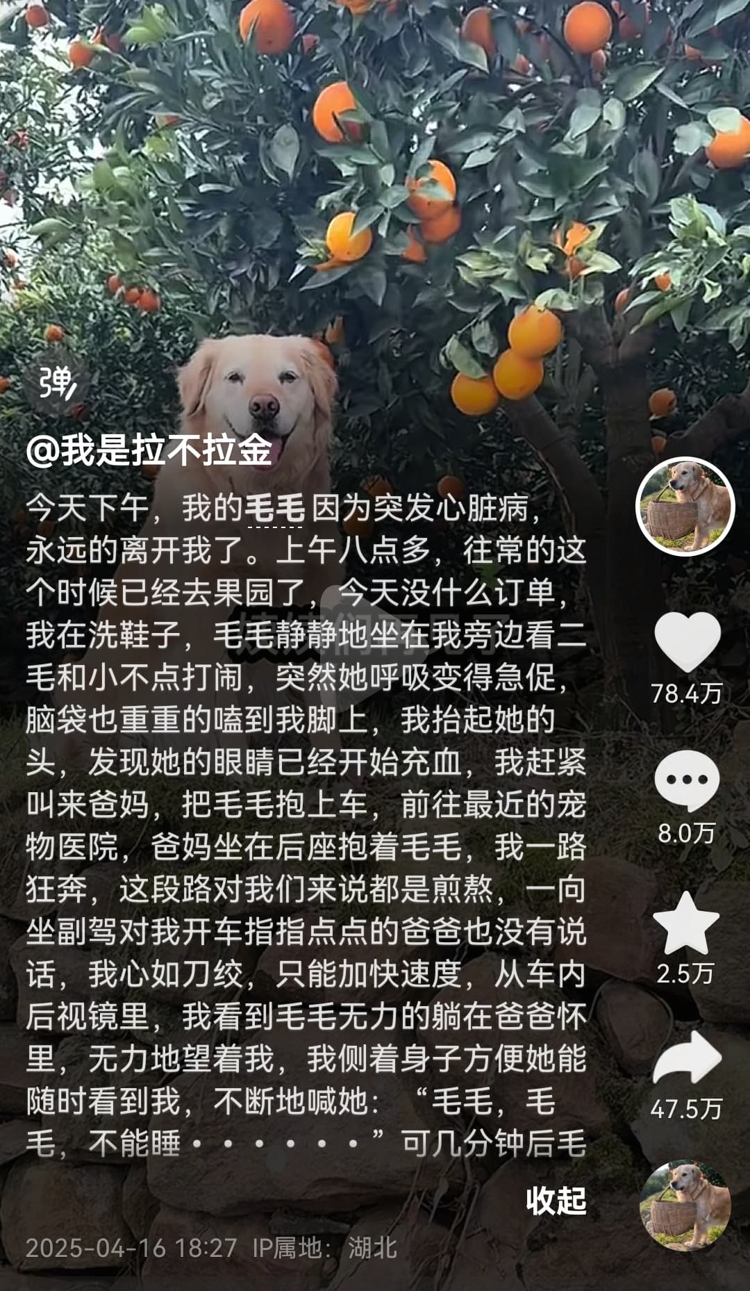 Tweet Image