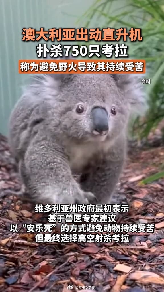 Tweet Image