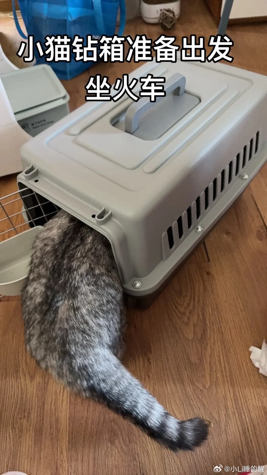 坐火车托运猫咪18小时后等来空箱