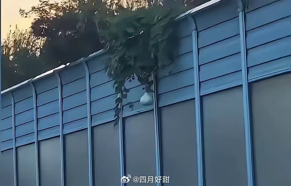 沈阳二环葫芦事件当事人道歉