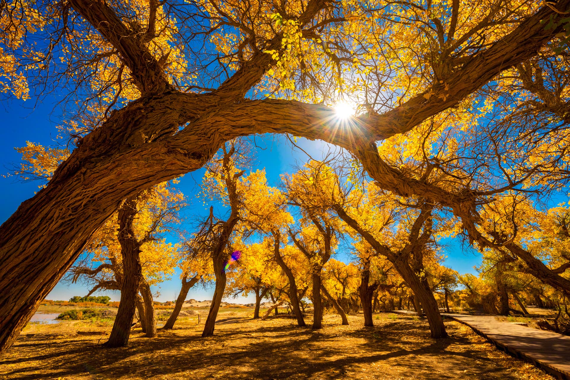 Guarding the Great Nation Tales of Family, Loyalty, and Devotion from