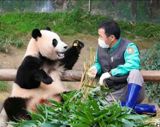 In a development that has sparked heated debate among netizens, it has been revealed that a young panda named Fu Bao must return to China by the age of four, according to an agreement signed between China and South Korea. The news has caused concern among some internet users about what will happen to Fu Bao once she returns home.