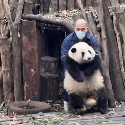 Adorable Giant Panda Twins Graduate from Kindergarten and Move to Luxurious Villa