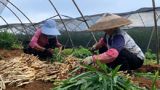 As the Chinese festival of Qingming approaches, a popular snack for celebrating the occasion is "sesame balls." A video from the People's Daily Weibo shows that people in Anhui Province have been packaging and selling sesame balls as a special treat. Some netizens argue that traditional sesame balls made with glutinous rice flour are the best to eat, while others believe that modern vacuum-packed sesame balls are difficult to eat. Meanwhile, in Jiangsu Province, some firefighters have invited local community workers to join them in packaging and selling snacks during the Qingming Festival. This has become a popular tradition for many communities across China. Additionally, in Fujian Province, the second leg of the 2023 Chinese Dragon Boat Championship will be held on June 20th.