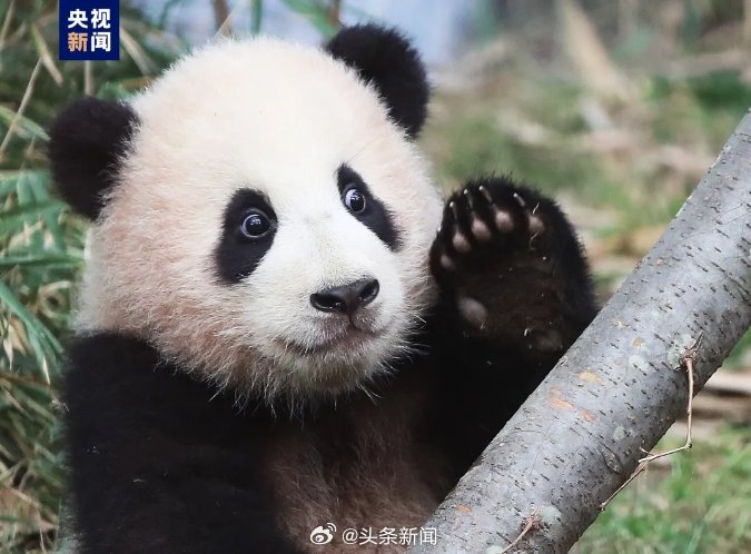 From South Korea to China: The Journey and Adaptation of Beloved Panda, Fu Bao