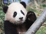 On a rainy day in July 2020, a significant event took place in the world of pandas. A baby panda, affectionately named "Fu Bao," was born to the panda couple "Ai Bao" and "Le Bao" in HanKook Zoo in South Korea. This was the first panda born through natural breeding in South Korea, and the news was met with excitement and joy.
