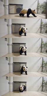 On April 3rd, 2023, the beloved giant panda, Fu Bao, made a triumphant return to China after spending its entire life in South Korea. This momentous occasion was met with cheers and excitement from netizens, who eagerly awaited the panda's arrival. As the plane carrying Fu Bao touched down at the Chengdu Shuangliu International Airport, the panda's caretaker, Jiange Er, was there to welcome it back home. The panda was then transported to the Wolong Giant Panda Research and Conservation Center in Wenchuan, Sichuan, where it will undergo a 30-day quarantine period before being introduced to its new habitat. This homecoming has been a long time coming for Fu Bao, who was born in South Korea's Everland Zoo in 2020. The panda gained a massive following in South Korea, becoming a beloved national treasure. However, according to the agreement between China and South Korea, Fu Bao was required to return to China before reaching the age of four. The return of Fu Bao has been a hot topic on Chinese social media, with many netizens expressing their excitement and joy at the news. One user wrote, "I'm so happy to see Fu Bao back in China! I can't wait to visit her at the research center." Another user commented, "I've been following Fu Bao's journey for years, and I'm so glad she's finally back home where she belongs."