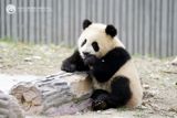 In a tragic turn of events, the beloved giant panda, known as "Qing Yin" or "Green Dough" in English, has passed away due to a rare and dangerous condition. The China Giant Panda Protection and Research Center announced that the female panda, born in June 2022, died on March 23rd, 2023, after battling a severe intestinal blockage and subsequent intestinal volvulus, a condition where a part of the intestine twists around itself, causing a blockage.