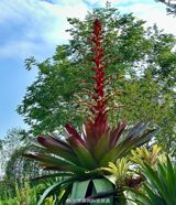 In a rare and captivating event, the illustrious King Bromeliad (帝王凤梨) has come to bloom for the first and only time in its life cycle, capturing the attention and hearts of many in China.