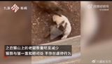 Controversial "Monkey-Cat Coexistence" in Kunming Zoo Raises Eyebrows Among Netizens