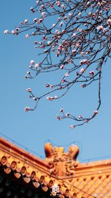 In China, the arrival of spring is marked by the blooming of various flowers, especially cherry blossoms and plum blossoms. The beautiful scenery has captivated the hearts of many netizens, who have taken to social media platforms to express their admiration and share pictures of the blooming flowers. On Weibo, the hashtag #当花花遇见春天# (#When flowers meet spring#) has gone viral, with users sharing pictures and videos of the blooming flowers in various parts of the country. The Palace Museum, for instance, shared a picture of the cherry blossoms in full bloom, with the caption, "Cherry blossoms have bloomed at the Palace Museum! The warm breeze and spring water bring a fresh look to the blossoms. #When flowers meet spring# #This is what spring looks like in China#" (人民日报). The cherry blossoms are not the only ones to have captured the attention of netizens. The plum blossoms in Beijing's Ming City Wall Park have also been a sight to behold, with users describing the scene as a "sea of plum blossoms" (北京晚报实习记者金瑶). The park has over 50 varieties of plum blossoms, making it a popular destination for flower viewing. In addition to the cherry blossoms and plum blossoms, other spring flowers have also been making an appearance.