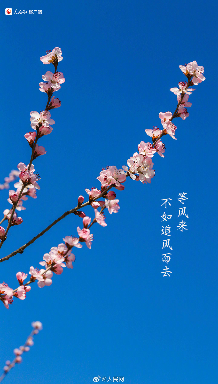 Chinese Weibo Users Celebrate Rare Leap Day with Gratitude and Reflection