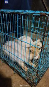 TITLE: Controversial "Monkey-Cat Coexistence" at Kunming Zoo: A Challenge to Animal Welfare