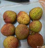 Guangdong's Yuexiang Season