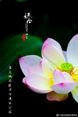 Title: President Xi Jinping's Ecological Vision Sparks Reaction on Chinese Social Media