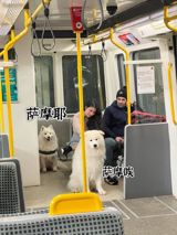 In today's heartwarming news, a chance encounter between a Samoyed and a Samoyed with a unique howl on a Beijing subway took the internet by storm, reminding us all of the simple joys in life.