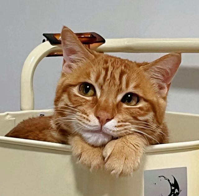 The Unbreakable Bond: Chinese Cat Owners Share Heartwarming Stories of Companionship