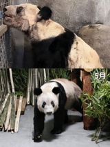 Title: "丫丫雪地干饭：从孟菲斯到北京，一只熊猫的幸福转变"