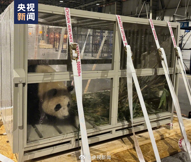 Beloved Giant Panda, Fubao, Returns to China: A Heartwarming Homecoming Amid Controversy and Public Health Precautions