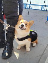 In a heartwarming and somewhat humorous turn of events, a six-month-old Beagle puppy named Fu Zi, who is in training to become a police dog in Shandong's Weifang, has captured the attention of Chinese netizens after being carried on the back of his trainer during a patrol. The initial tweet, which quickly went viral, featured a video of Fu Zi being carried by his trainer, with the caption "Contrast cute! #6-month-old Beagle puppy in training to become a police dog is carried on the back of his trainer during a patrol#".