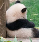 In a heartwarming development from the Beijing Zoo, a giant panda named "Beautiful Two" has become an online sensation due to her adorable habit of "stealing feelings." The panda was captured on camera making a signature expression, showcasing her teeth in a playful manner, while subtly peeking around to ensure no one was watching.