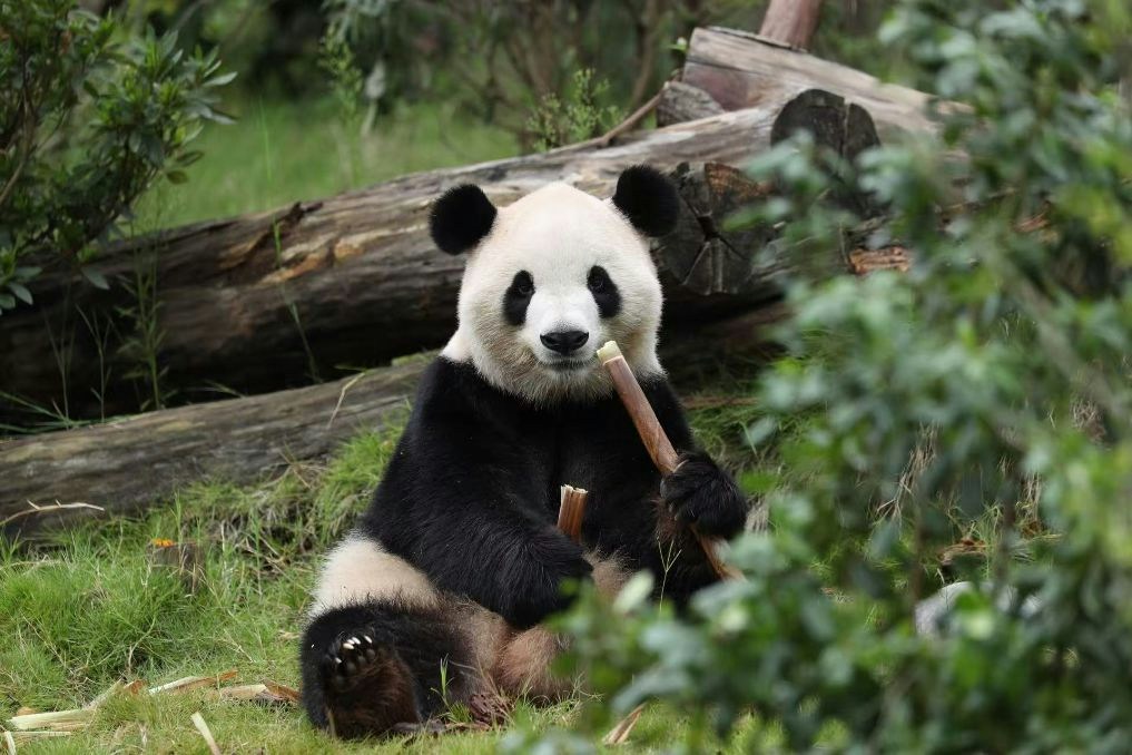 Ping Ping and Fu Shuang Land in Atlanta to Begin a Ten-Year Panda Loan
