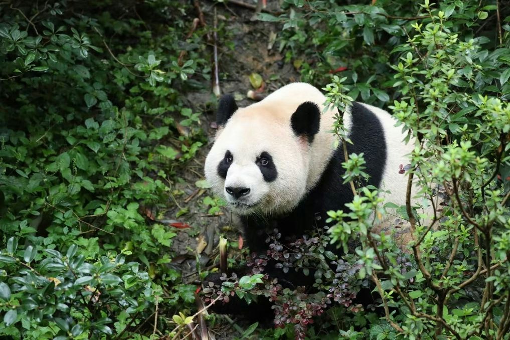 A giant panda photographed at the Chengdu base ahead of the flight. Photo: HK01