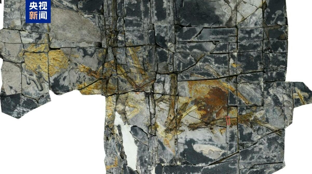 An 821-Gram Jurassic Bird From Fujian Reshapes the Story of Bird Flight