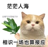 A woman's post about a man who tried to kiss her ten minutes into a holiday blind date has gone viral on Weibo, opening a wider argument about the endless, exhausting rituals of China's matchmaking culture.