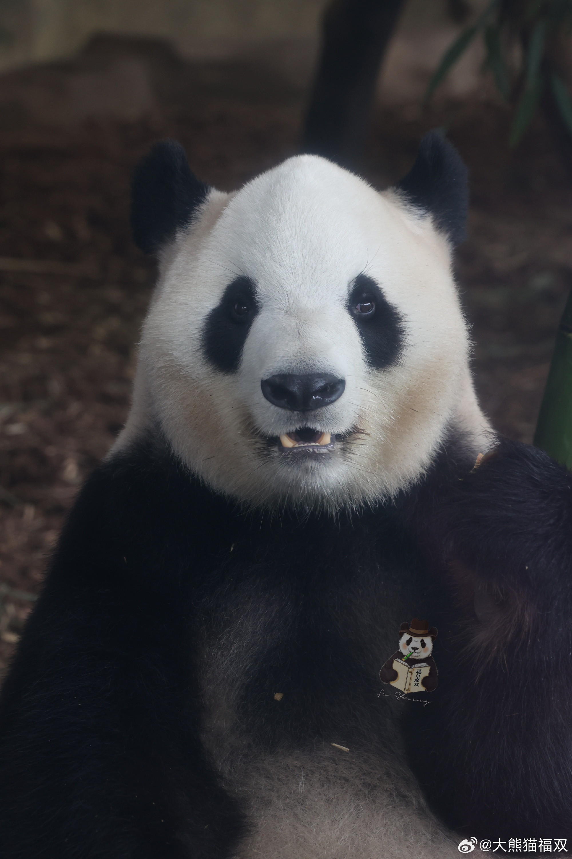Panda Diplomacy Returns to Washington: Two Chengdu Pandas Will Move to Zoo Atlanta