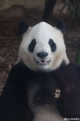 At the White House welcome ceremony, Xi Jinping announced that giant pandas Pingping and Fushuang will reach Zoo Atlanta within days, and that China will host 100,000 American students over five years — the friendship track of a summit otherwise full of harder subjects.