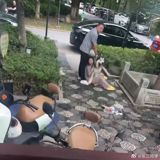 Two toddlers in a Suzhou housing compound were bitten by an unleashed large dog this week, reigniting a familiar Chinese argument about owners who refuse to use a leash. The attack — captured on security footage and shared in a post liked more than 2,700 times — comes at a moment when the country's pet-owning boom has outpaced its rules, and enforcement still runs far behind.