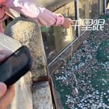 During Golden Week, children at Mount Tai used magnet-tipped charging cables to fish coins from the scenic area's wishing pool. Staff confiscated the cables, and the videos set off a wider argument about where play ends and public property begins.