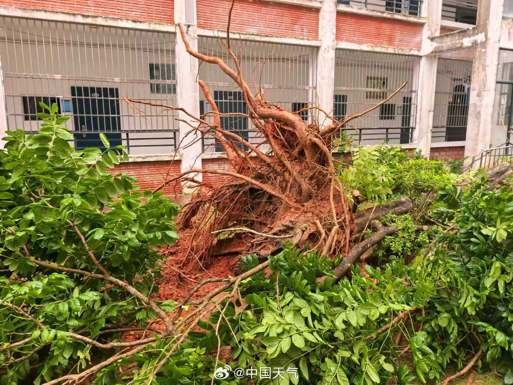 A tree uprooted by Monday's tornado in Wanning, on Hainan's east coast. Photo: @中国天气