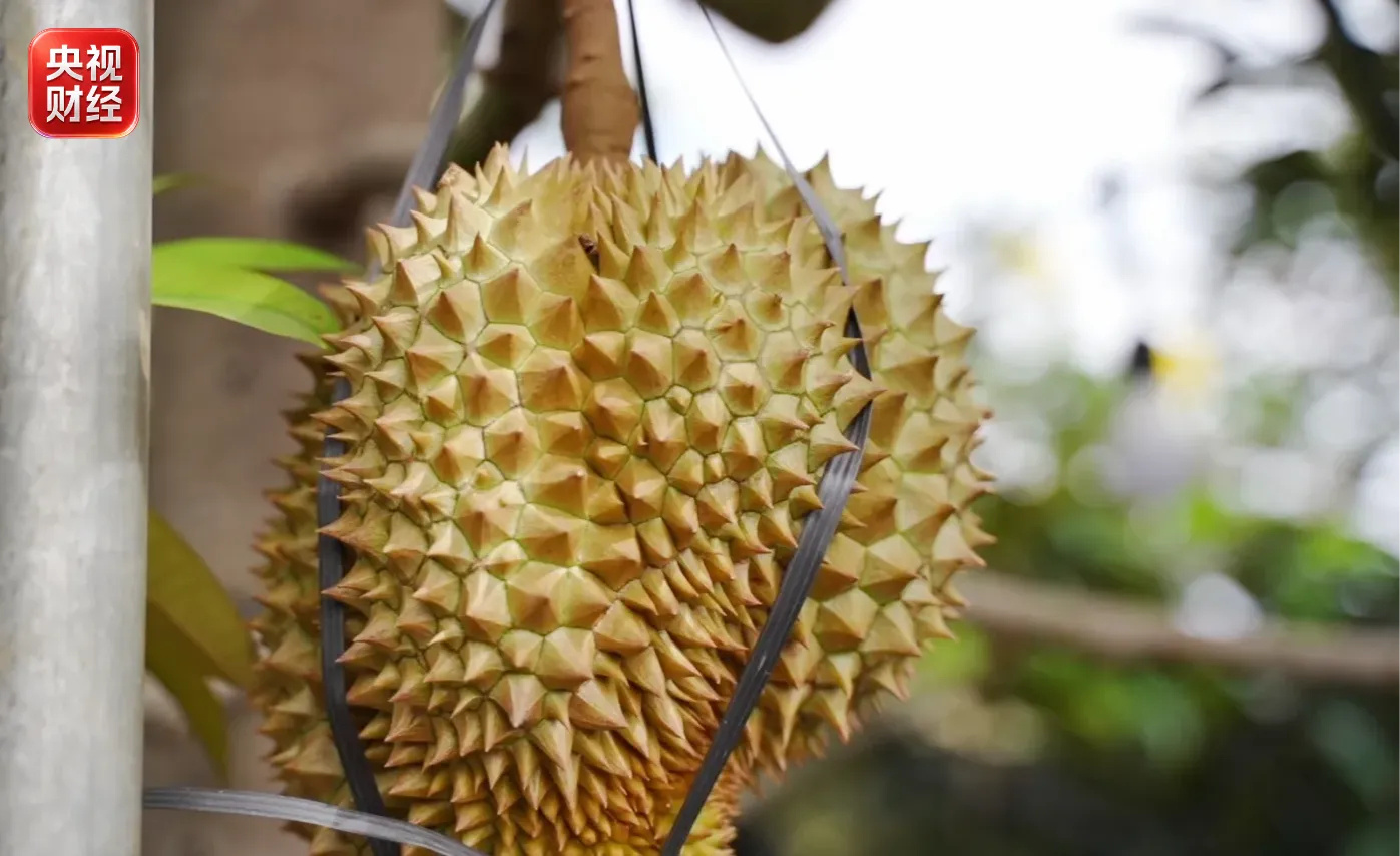 A golden-pillow durian strapped to the branch at a plantation in Xishuangbanna, Yunnan. Photo: @央视财经