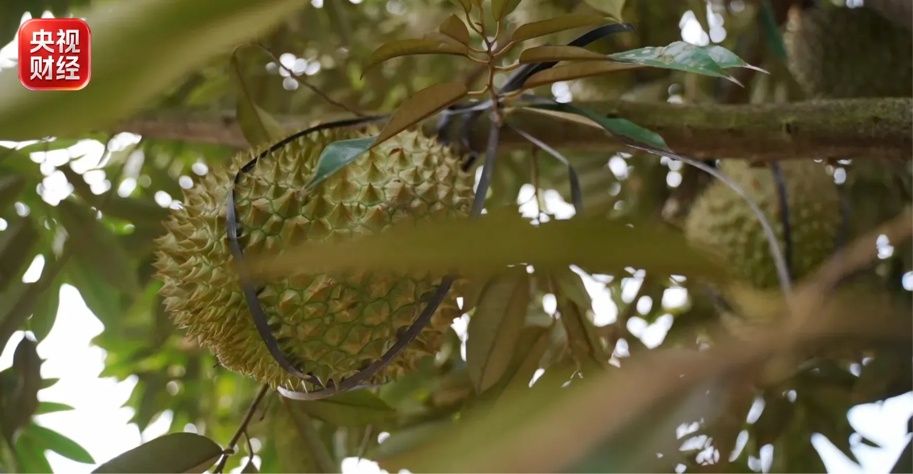 The King of Fruits Takes Root: Yunnan's Homegrown Durian Harvest Goes to Market