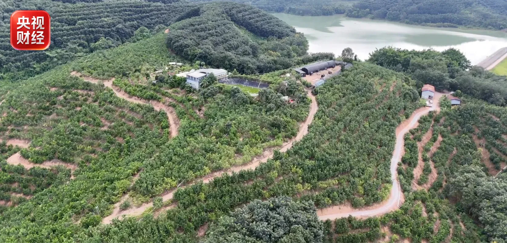 The durian plantation at Menghan, Jinghong, from the air. Photo: @央视财经