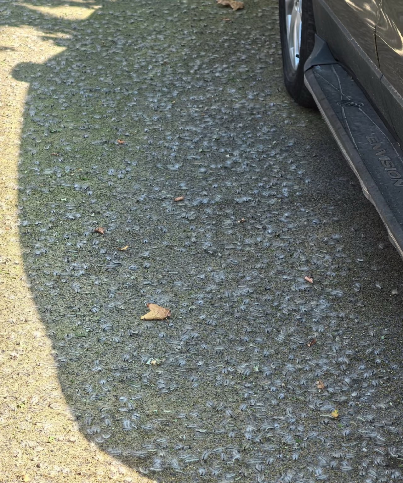 Small winged insects crowd a parked car in a photo posted amid this autumn's webworm outbreak coverage. Photo: @爻梨
