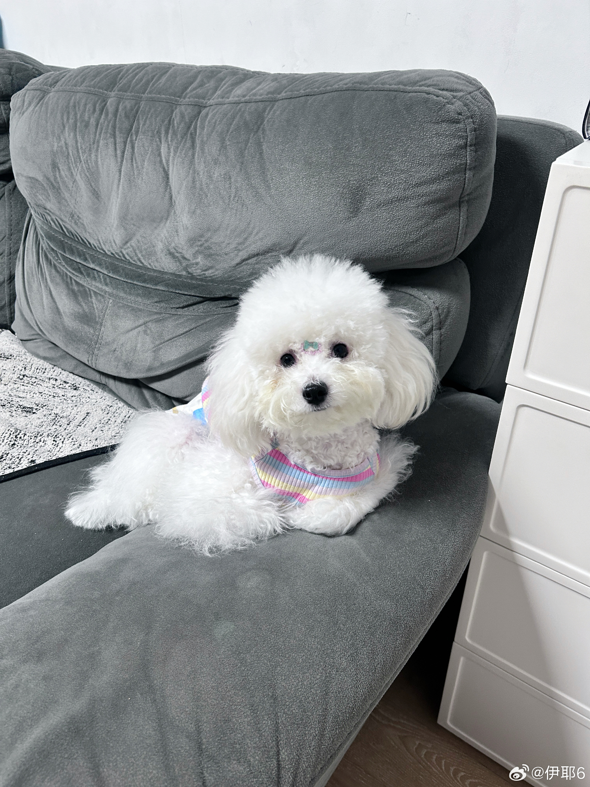A small dog in a striped harness and bow waits on a sofa at home — the indoor life daytime rules leave to large dogs. Photo: @伊耶6