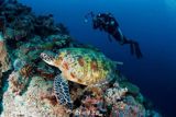 A video of a scuba diver shooting a critically endangered hawksbill turtle with a speargun in Indonesia's Raja Ampat islands — reportedly to cook and eat it — has flooded Chinese social media, where the diver is suspected of being a Chinese diving instructor. Chinese divers are leading the condemnation of a killing that broke Indonesian law and the norms of their own sport at once.