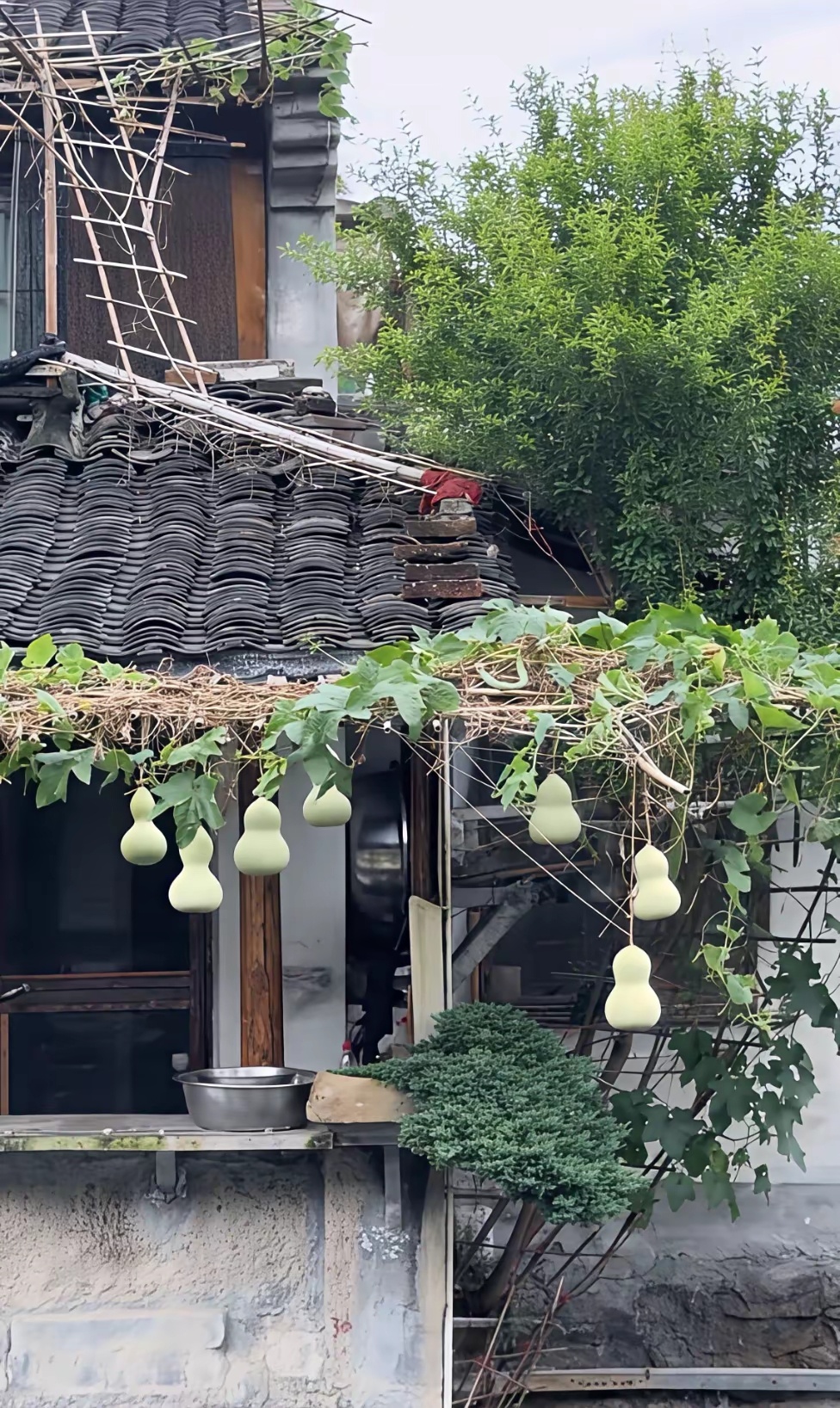 Gourds hang across the facade of the couple's home in Shaoxing's Shusheng Heritage Site. Photo: @财入门