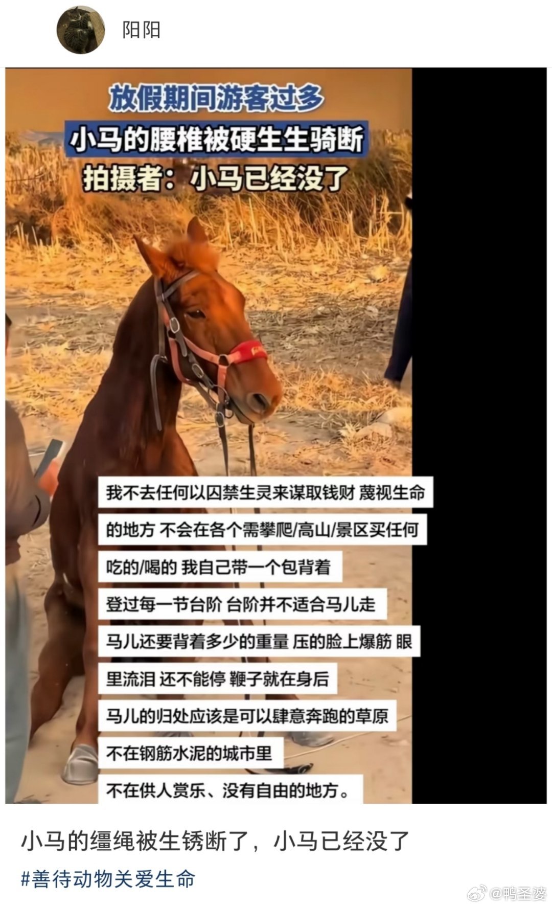 The pony photographed after the incident, in a frame shared across Weibo. Photo: @鸭圣婆
