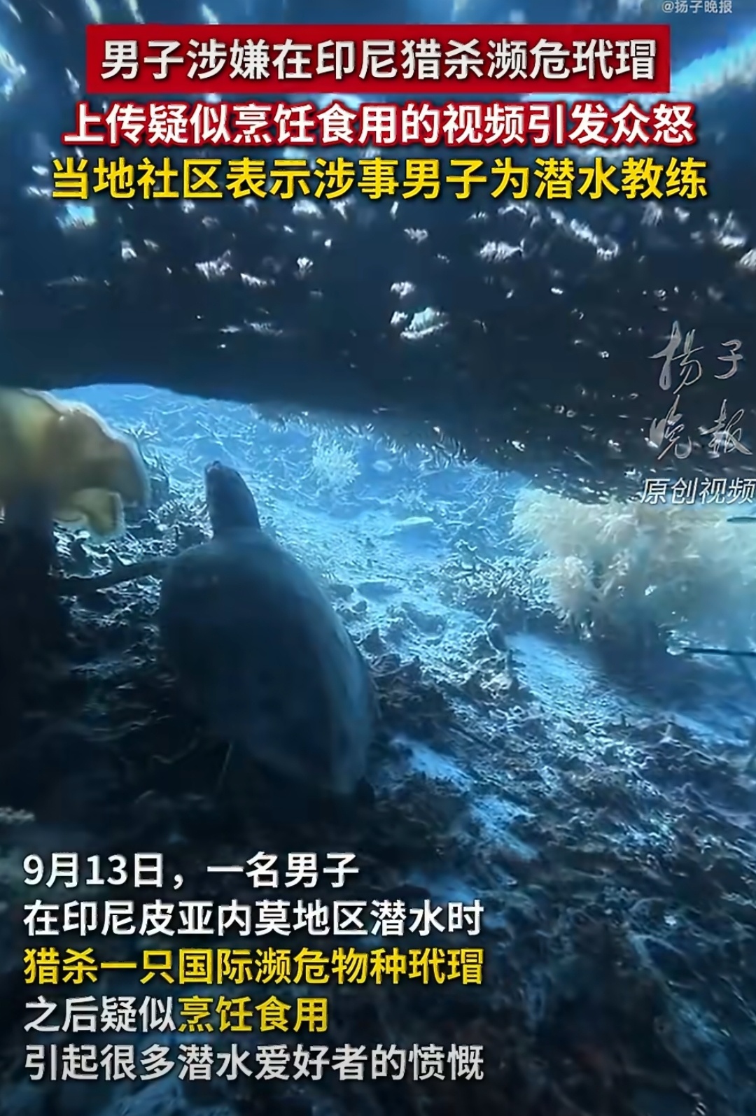 The frame as Chinese news outlets ran it: a hawksbill on the seabed under the headline that set off the case. Photo: @宝贝儿菁